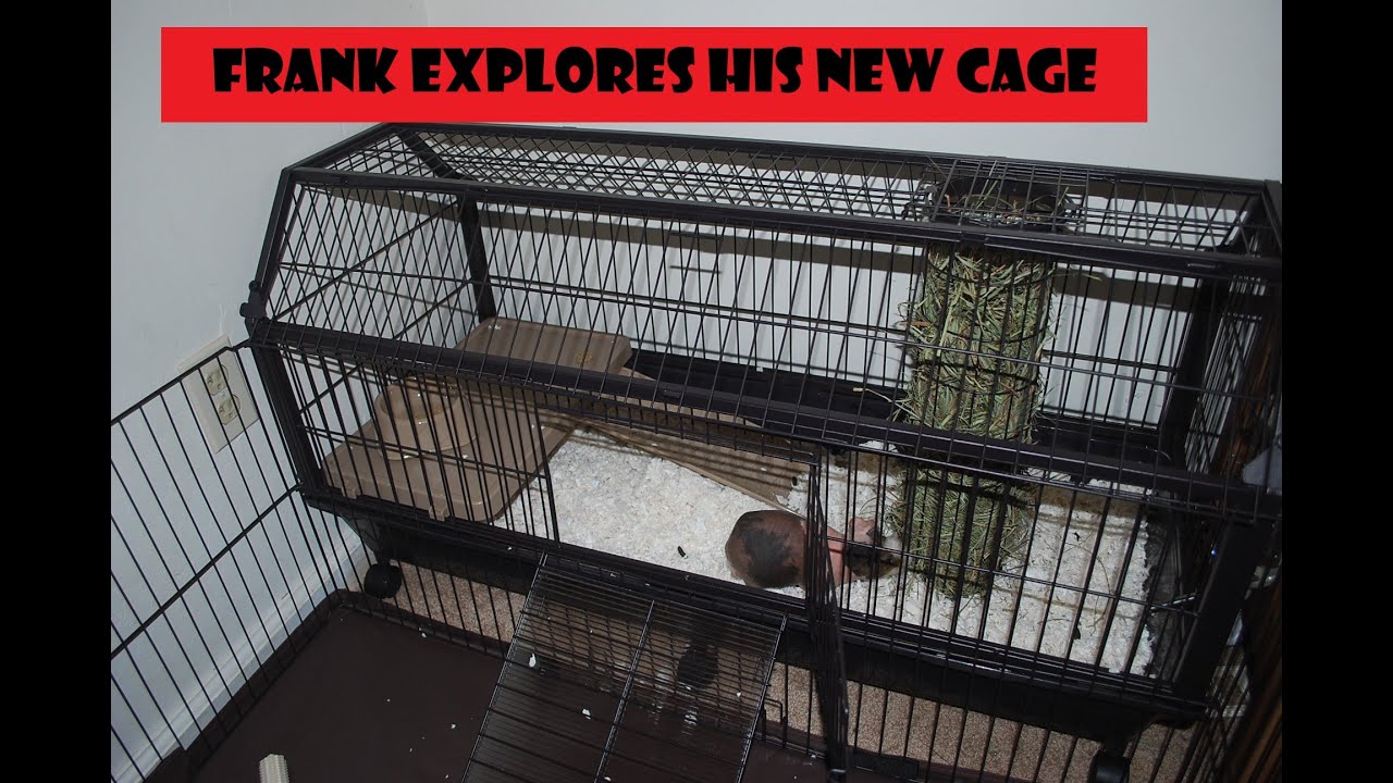 frank explores his new oxbow guinea pig cage YouTube