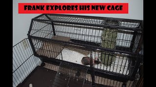frank explores his new oxbow guinea pig cage