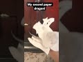 #naofloppa #naoflopa #7x7 #babyshorts #paperdragon #papercraft #paperdragonpuppet #cool #fypシ゚viral