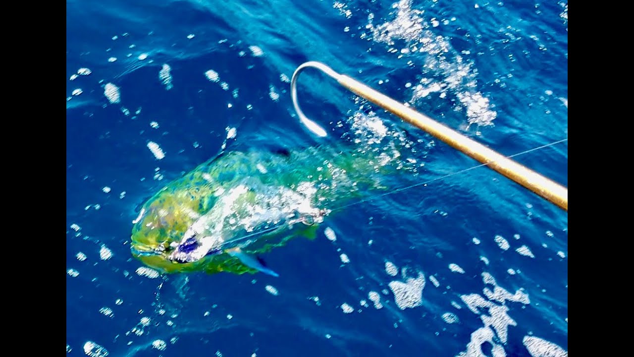 Crossing & Fishing Grand Cay Bahamas Trip YouTube