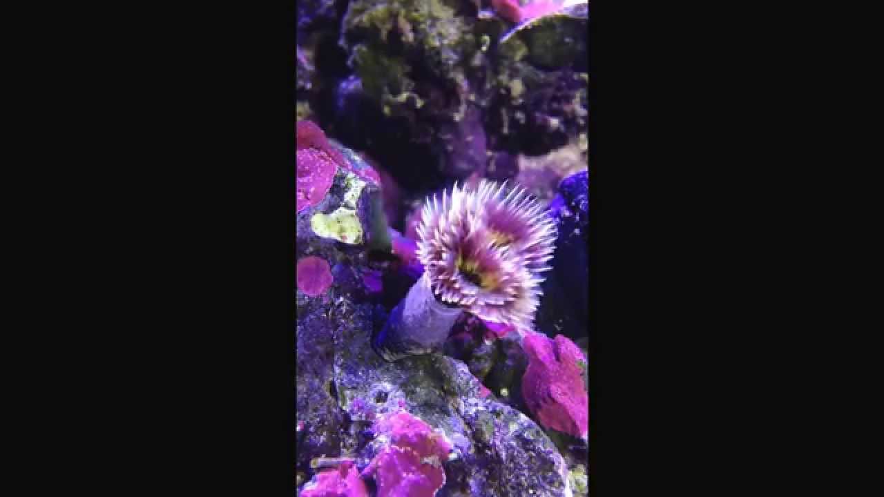 Blooming Feather Duster