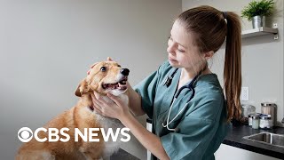 Is pet insurance worth it?