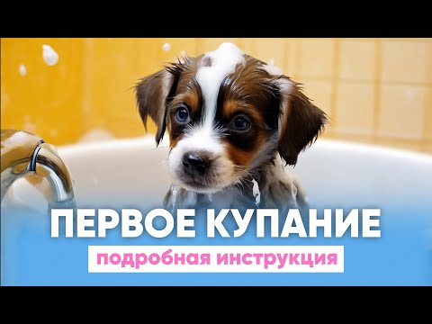 Первое КУПАНИЕ щенка 🐶 Как ПРАВИЛЬНО мыть собаку? 🧼🐕