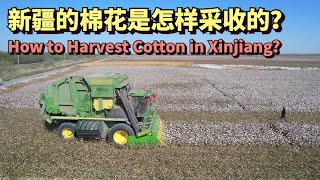 新疆棉花是如何采收的？实拍中国新疆棉花的采收现场！How to Harvest Cotton in XinJiang China？