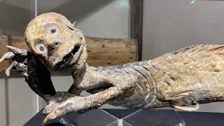 Superstition: Strange Wonders & Curiosities in Bury St Edmunds