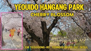 [4K] Yeouido Hangang Park Cherry Blossoms (2024)