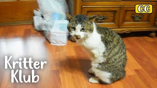 My Beloved Cat Lost His Two Legs | Kritter Klub