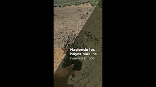 HACIENDO LOS HOYOS PARA LOS NUEVOS OLIVOS