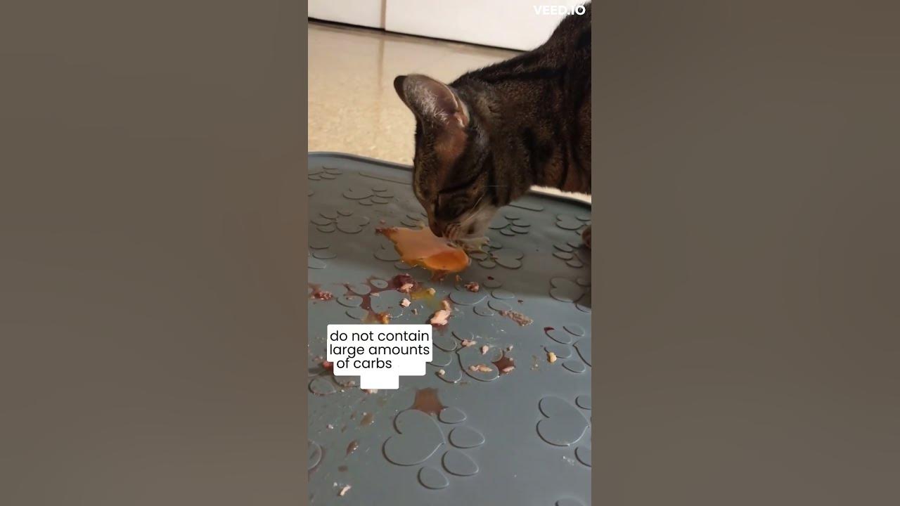 Simplest solution to STINKY litter boxes shorts YouTube