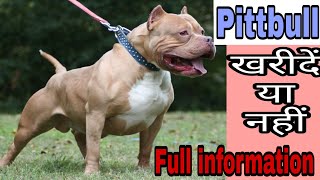 American Pittbull Dog Price buy or not /dog price list in India/ price list/expensive dog breeds American Pittbull Dog Price buy or not /dog price list in India/ price list/expensive dog breeds