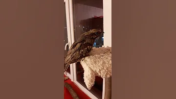 Козодой Шуда. Вечернее кормление.