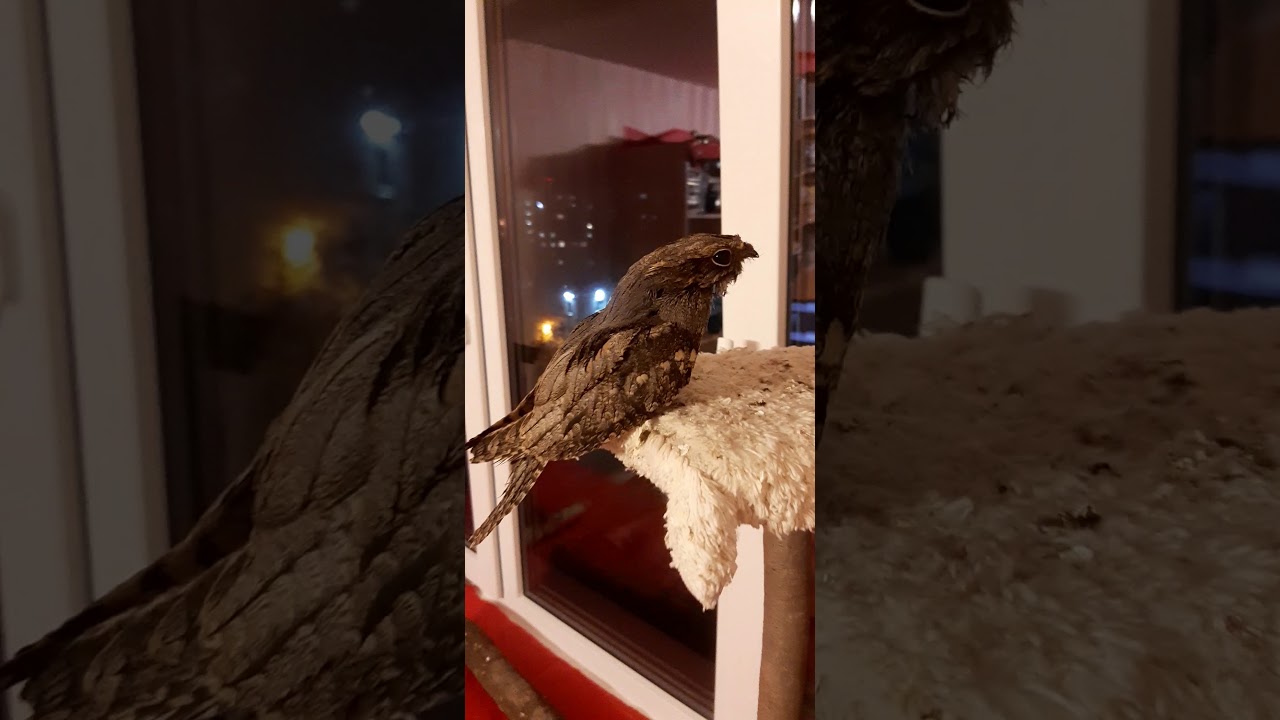 Козодой Шуда. Вечернее кормление.