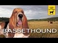 BASSET HOUND trailer documentario