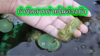 Eliminating algae in a lotus basin