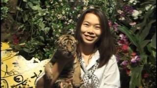 Thailand Sriracha Tiger Zoo Interview Blooper Baby Tiger & Beautiful Lady Funny