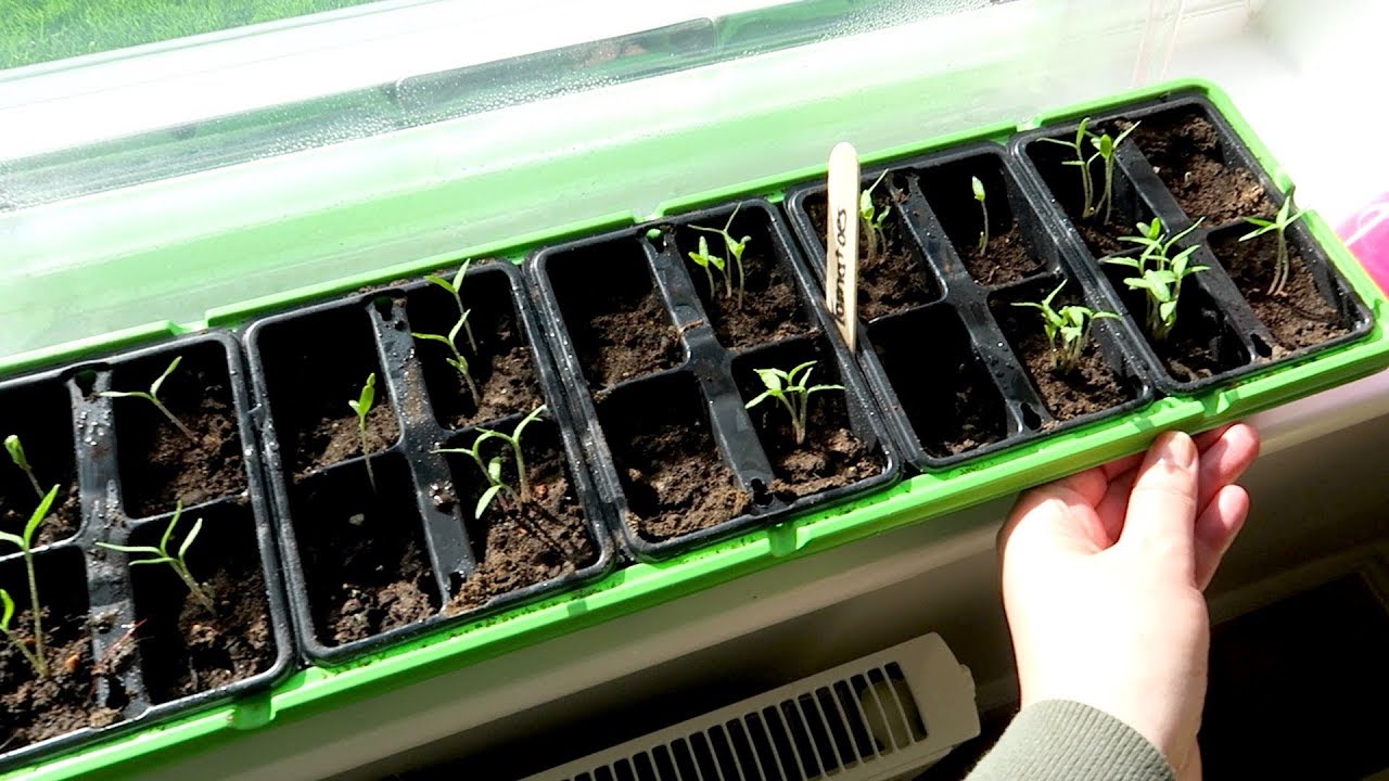 SOWING VEGETABLE SEEDS INDOORS GROWING MY OWN VEGETABLES EP.2 YouTube