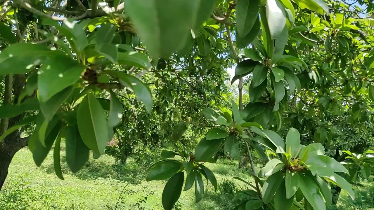 Fresh Farm Sapota friuts harvesting