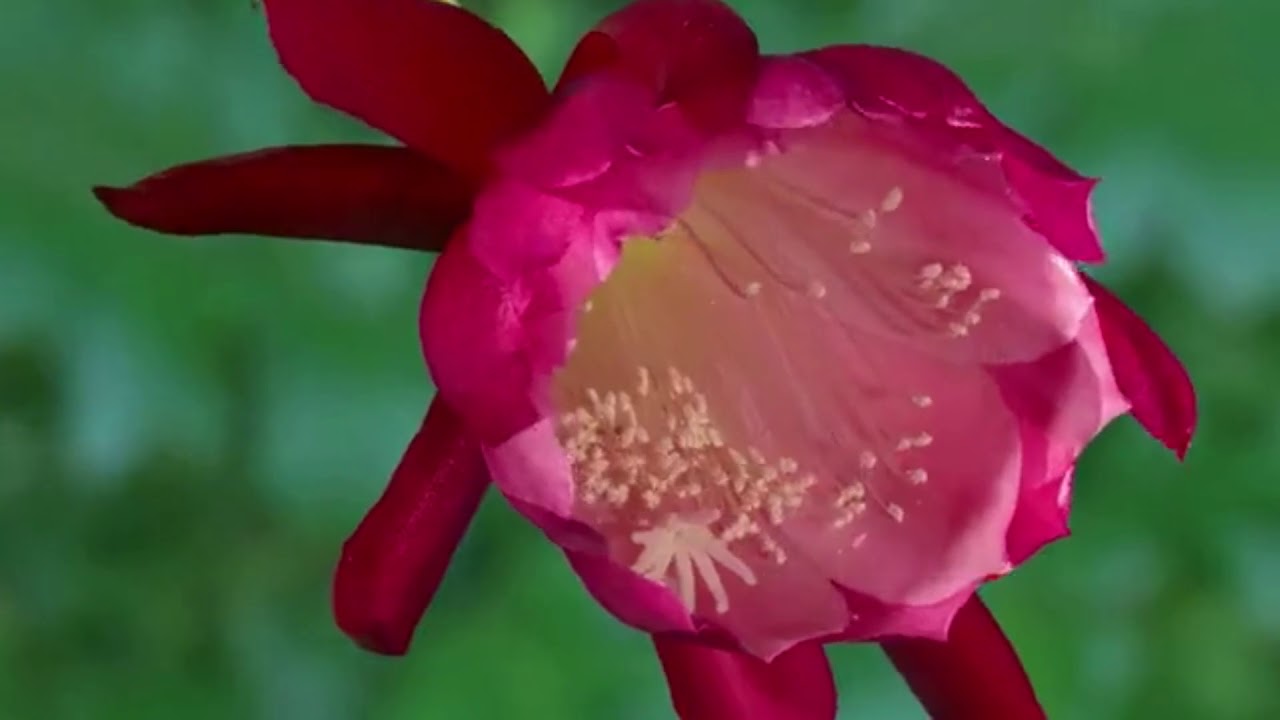 Mariage D'Amour - YouTube