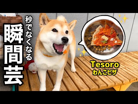 柴犬6匹がTesoro(テソロ)でお家芸を披露になりました！