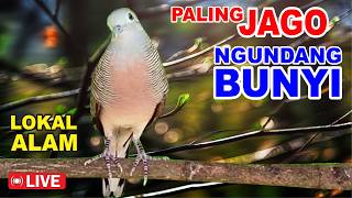 Perkutut Lokal Gacor suara KHUNG BESAR, MERDU bikin CEPAT NYAUT