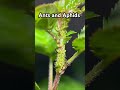 Ants and Aphids #fyp #video #explore #ytshorts #ants #aphids #appletrees #nature #buglife #grounded