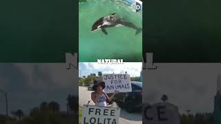 Should Lolita The Orca Be Released? Experts Weigh In