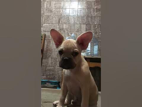 Стич , французский бульдожка) - YouTube