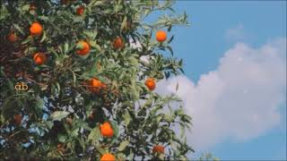 canım can çekişme de...