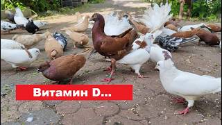 Что бывает если спаровать мать с сыном....
