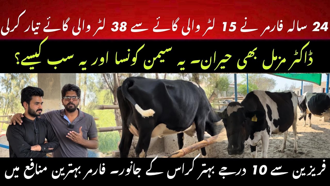 Farmer created best cross bred cows II Crossbred vs Friesian cows comparison II Dr. MUZZAMMIL