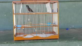Bullfinch San juan