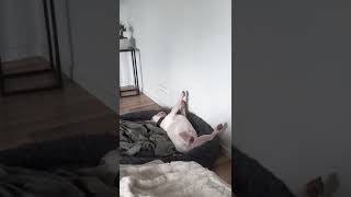 Danger Dog/Don't wake up a sleeping Dog/Не будите спящую Собаку/#Shorts