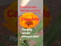 🌼 Calendula Antiseptic | Natural Healing for Cuts & Wounds 🌿 #rap