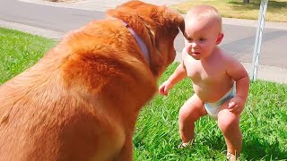 Cute Dogs and Babies are Best Friends - Dogs Babysitting Babies Video