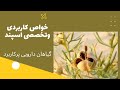 اسپند و خواص بی نظیر آن عطاری طب گیاهان دارویی فرشته موکل گیاهان درمانی پرکاربرد 