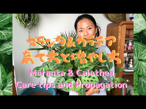 Maranta & Calathea care tips and propagation マランタ カラテアの育て方と増やし方　植物紹介