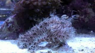 Striated Frogfish (Antennarius striatus)