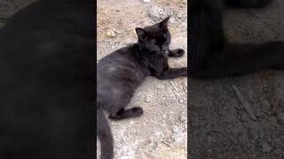 Black And White Cats Crazyket Channel