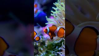 The Hidden Cost of Our Medicine: Endocrine Disruption &amp; Fish Mortality
