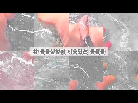 실험동물 액괴 시리즈액괴 액괴시리즈 대시액 대규모