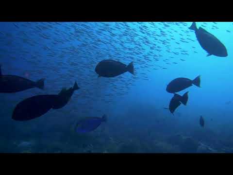 Dive Site "Lalosi Reef", Raja Ampat, Indonesia
