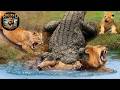 La lucha por la supervivencia en el río nilo #animalessalvajes | Reino Animal