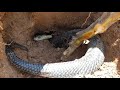 HỔ ĐẤT ĐẠI CỤ HIẾM GẶP XUẤT HIỆN TRÊN VÙNG ĐẤT CÙ LAO (HUNTING SNAKES)