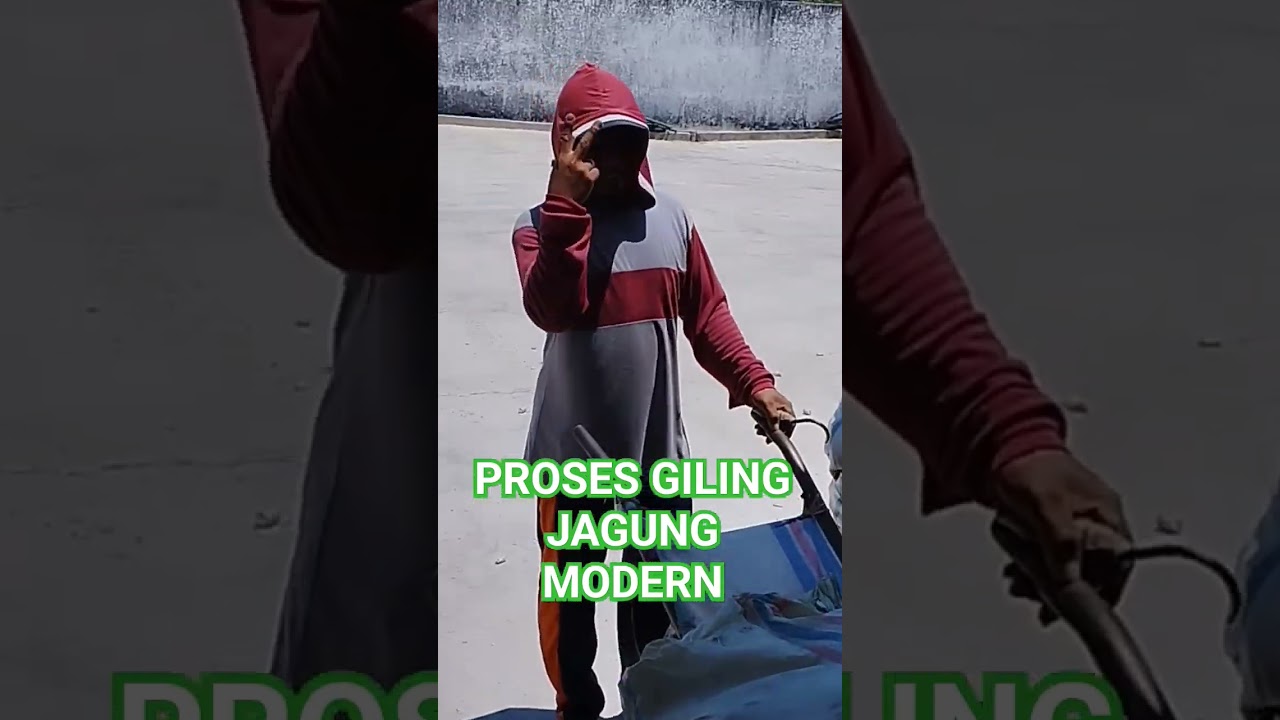 Proses Giling Jagung 300 Karung 