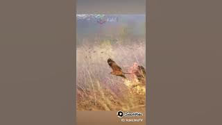 burung mengeluarkan api