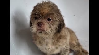 Rescue Of A Poor Puppy Left In The Park A Heartwarming Transformation