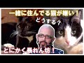 猫ヘルパーS7 | Ep.2 | | My Cat From Hell