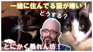 猫ヘルパーS7 | Ep.2 | | My Cat From Hell