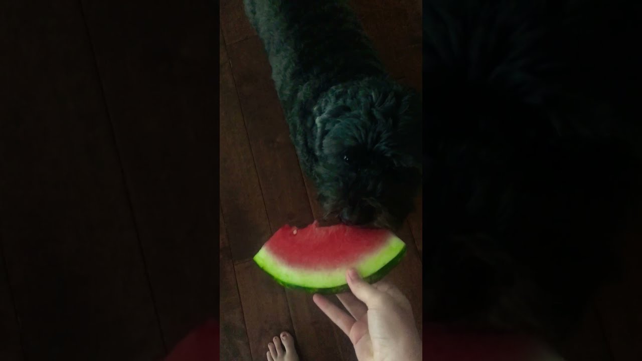 My dog loves watermelon it is his favorite YouTube