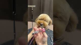 CAVAPOO FULL FACELIFT TIPS  #dogs #puppy #groomingtips #shortvideo